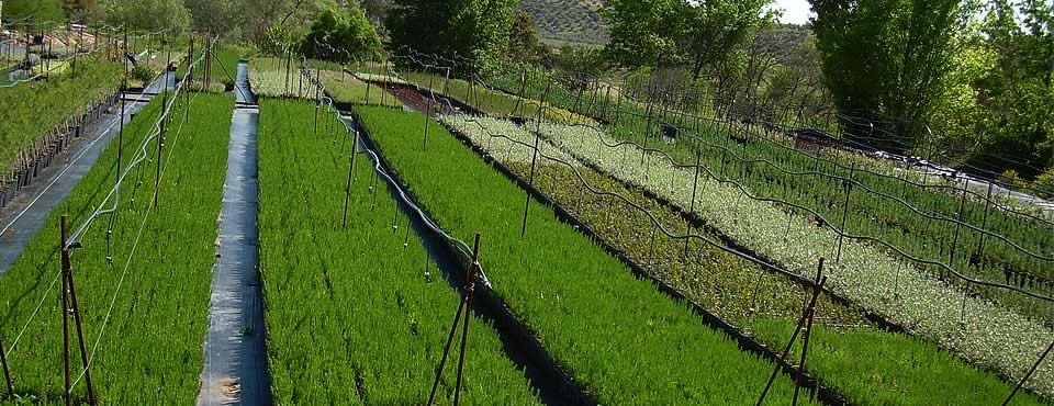 Vivero productor de plantas de alta resistencia