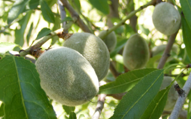 Almendras, frutos del Amigdalus communis