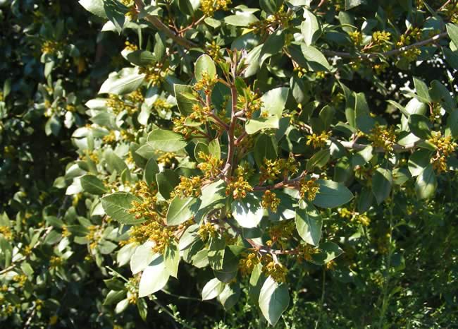 Rhamnus alaternus