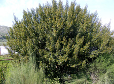 Rhamnus alaternus