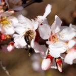 Catálogo de plantas para el control biológico de plagas