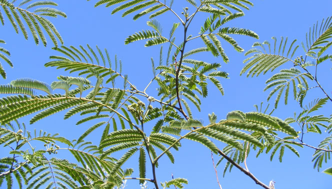 Follaje de Albizia julibrisim