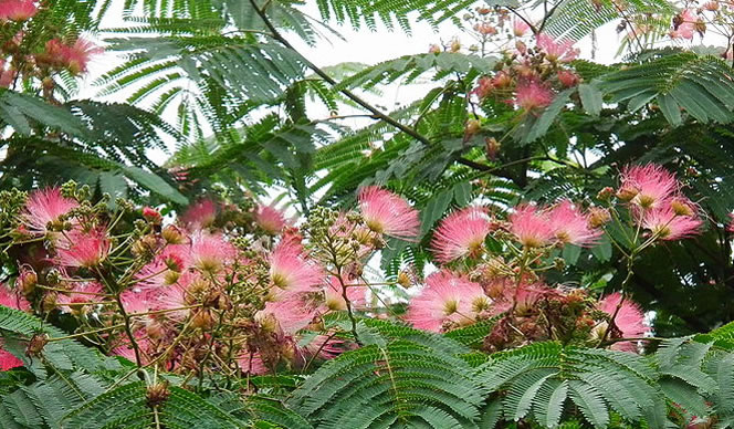 Flores de Albizia julibrisim