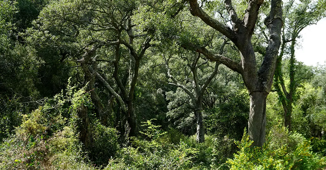 Alcornoques en el bosque