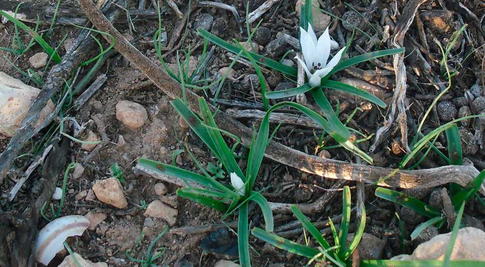 Androcymbium europaeum en peligro de extinción