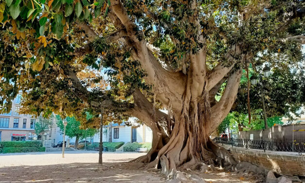 Ficus macrophylla