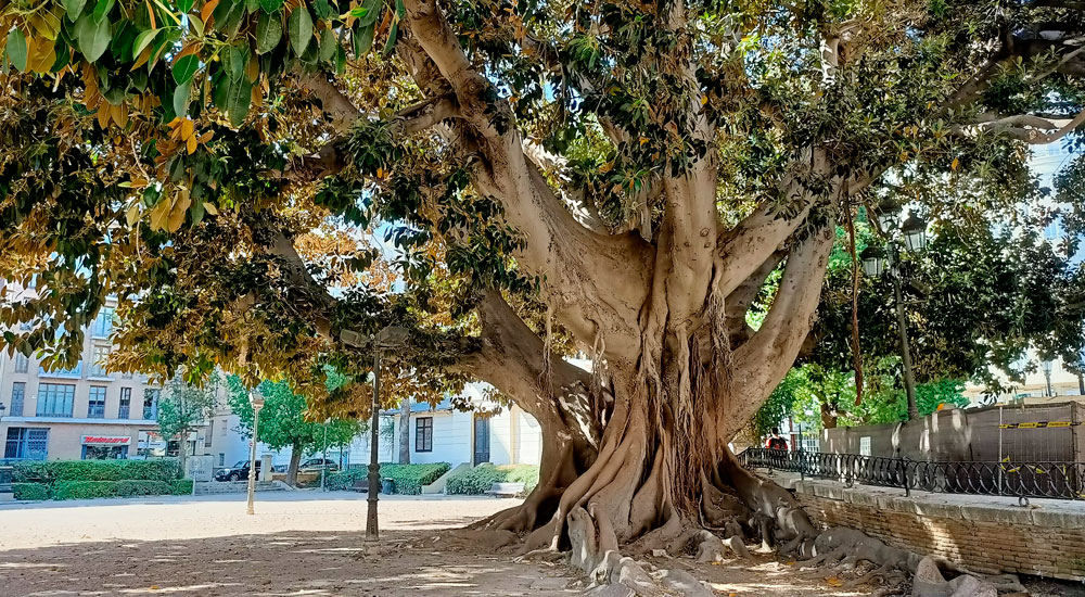 Ficus macrophylla