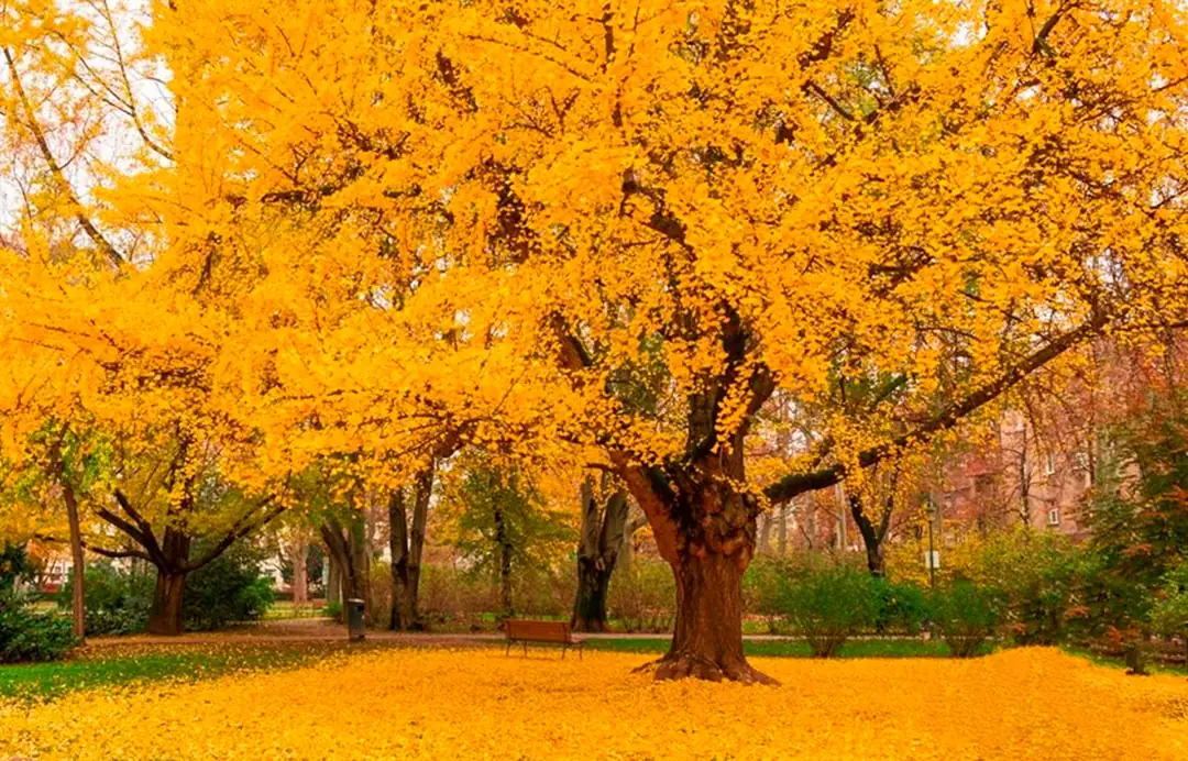 Árbol de Ginkgo biloba en el jardín
