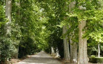 Día Mundial del Árbol