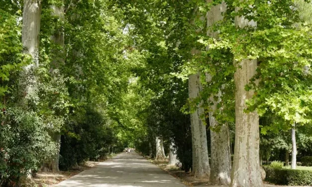 Día Mundial del Árbol