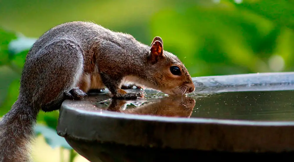 Ardilla bebiendo de una fuente agua potable