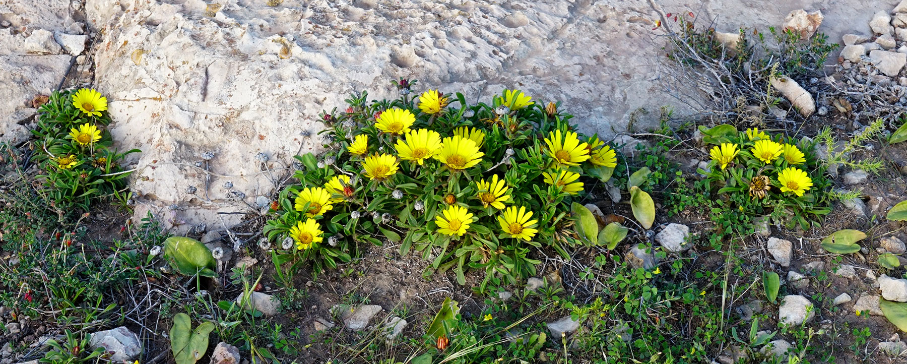 Asteriscus maritimus en zonas áridas