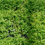 Plantas de Sedum en alvéolos para cubiertas verdes
