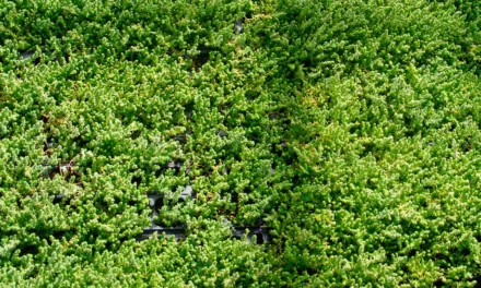 Plantas de Sedum en alvéolos para cubiertas verdes