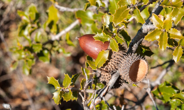 Quercus coccifera