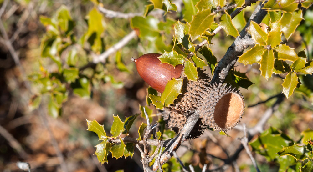 Quercus coccifera