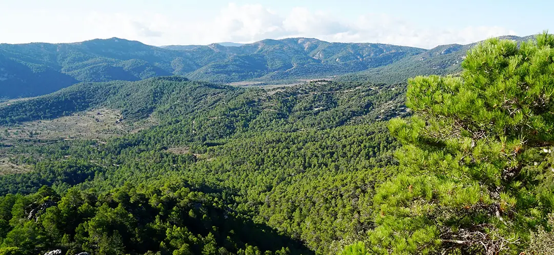 Bosque de tipo mediterráneo en la Península Ibérica