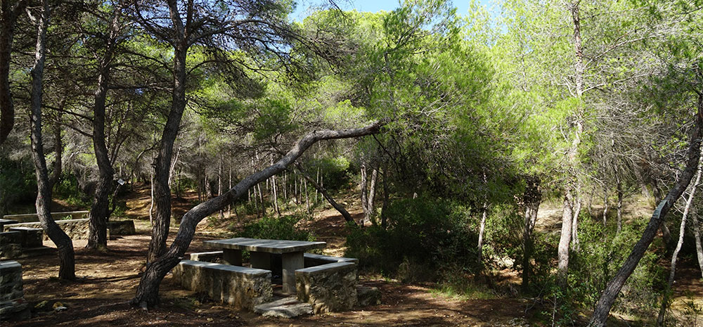 Bosque meditarráneo