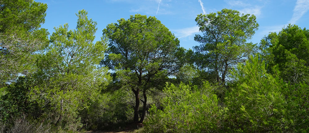 Bosque meditarráneo