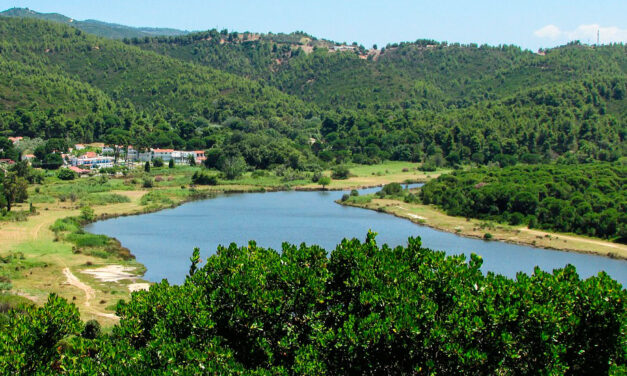 Día Internacional de los Bosques