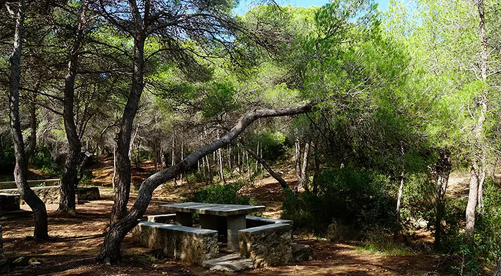 Bosque mediterráneo