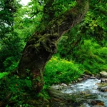 Día Internacional de los Bosques