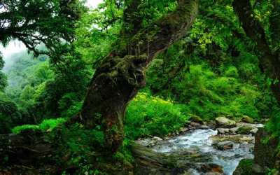 Día Internacional de los Bosques