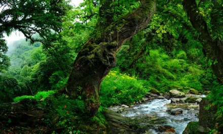 Día Internacional de los Bosques