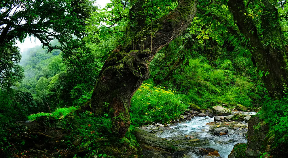 Día Internacional de los Bosques