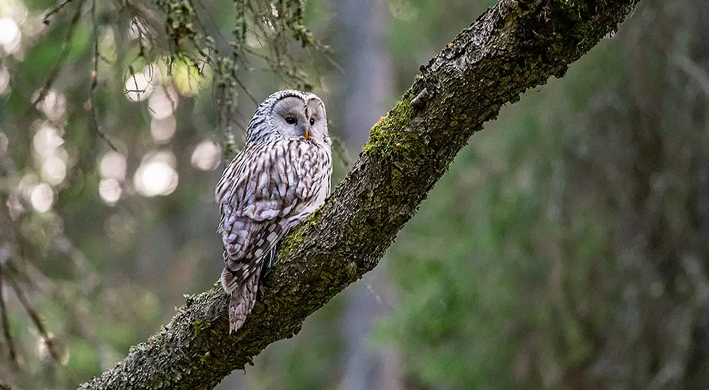 Búho en el bosque