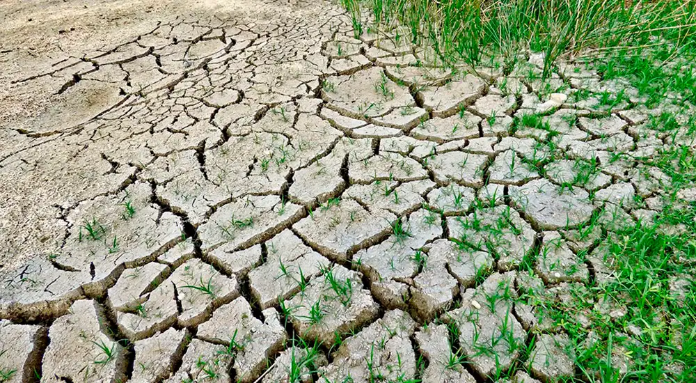 Campos agricolas con sequía
