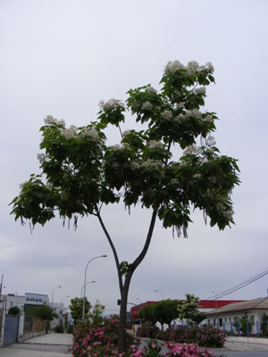 Catalpa bignonioides