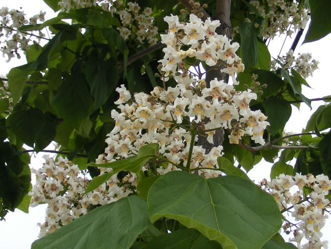 Catalpa bignonioides