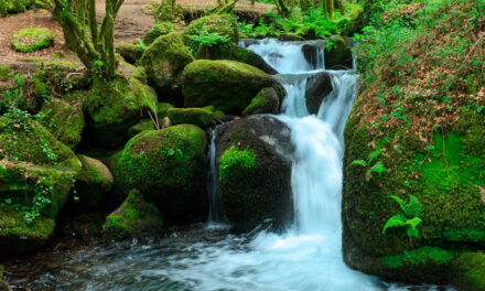 Día de las Reservas Naturales Fluviales