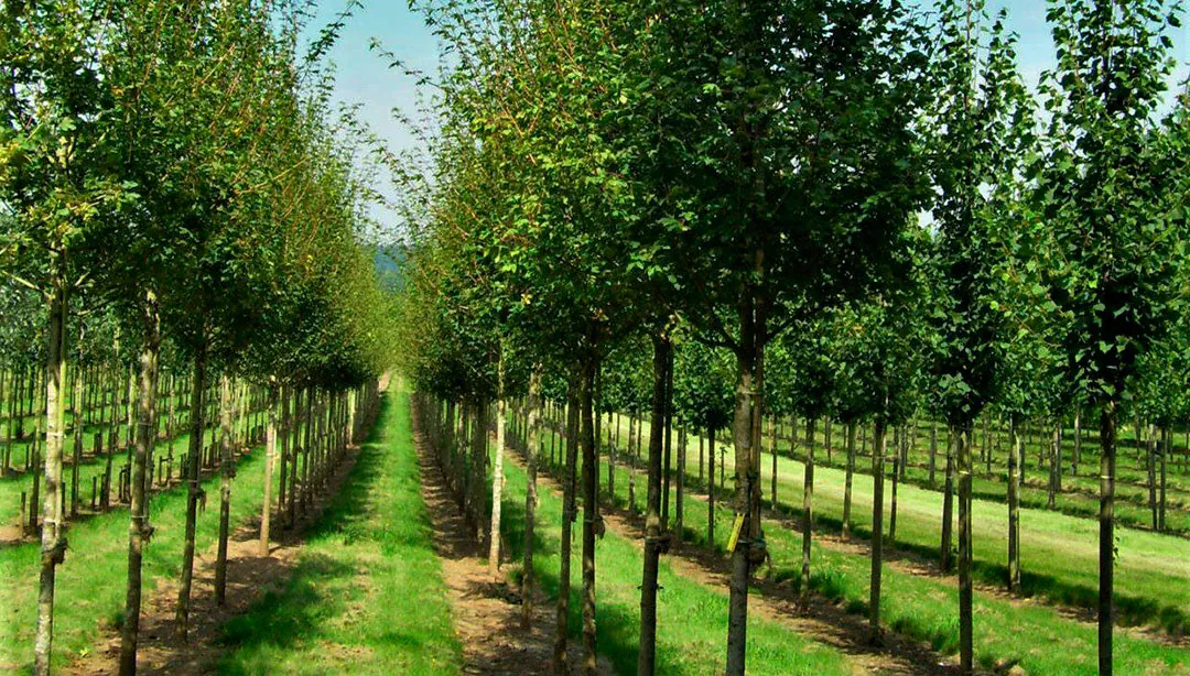 Cultivo de Acer campestris