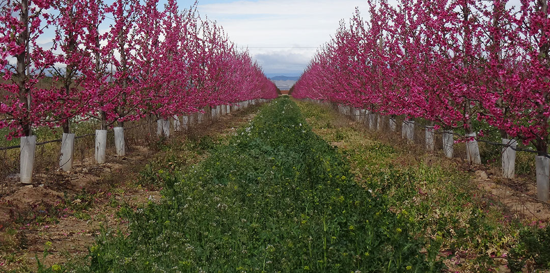 Cultivo de frutales con plantas entre líneas