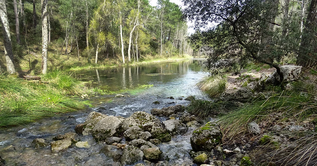 Curso del río con vegetación