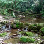 Los ecosistemas: claves para la restauración y el paisajismo