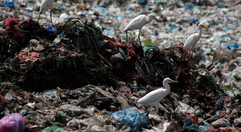 Ecositemas contaminados