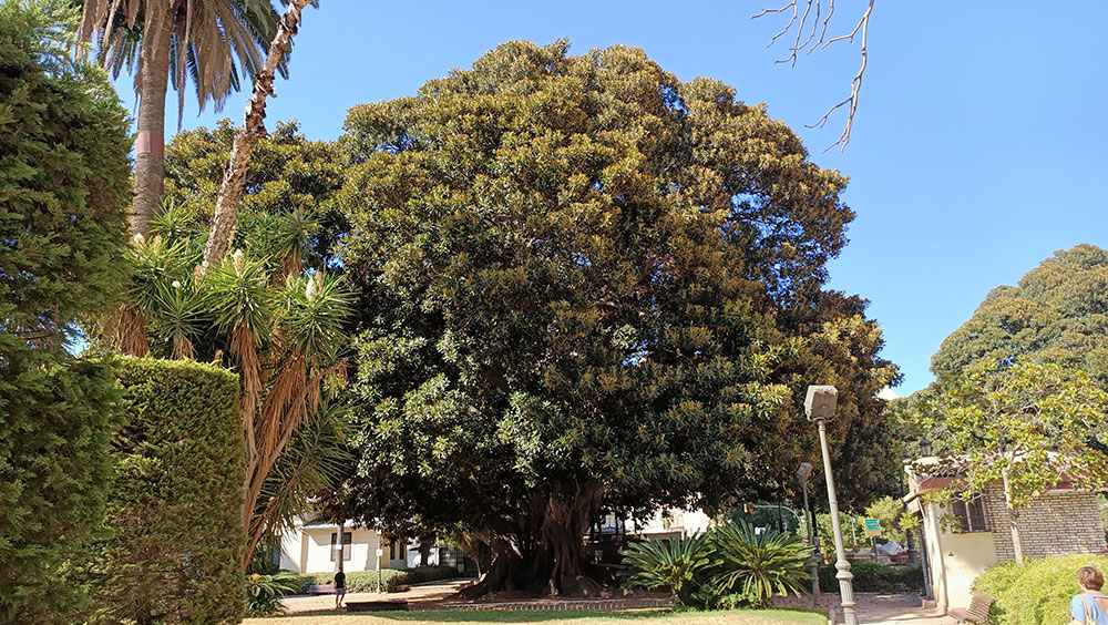 Ejemplar de Ficus macrophylla