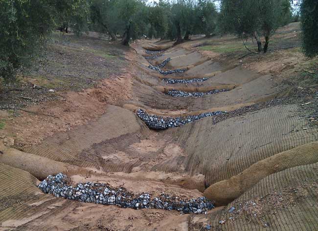 Reparación y estabilización de cárcavas en olivares