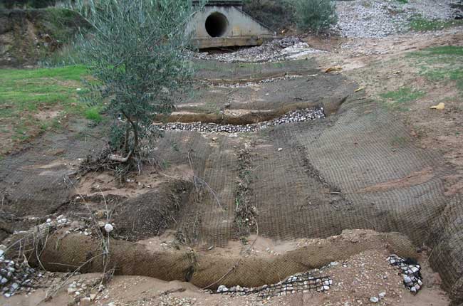 Reparación y estabilización de cárcavas en olivares