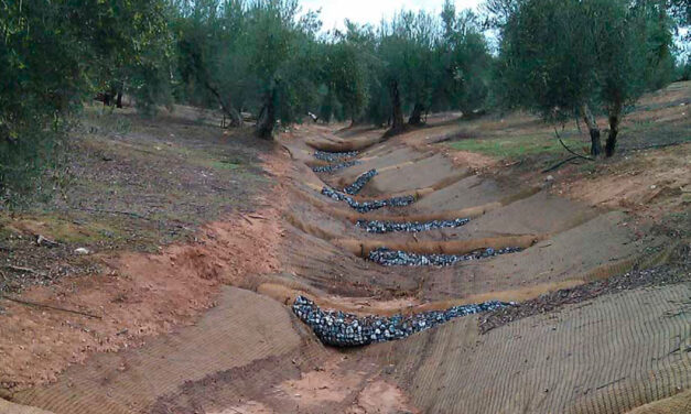 Cómo poner freno a la erosión en el olivar