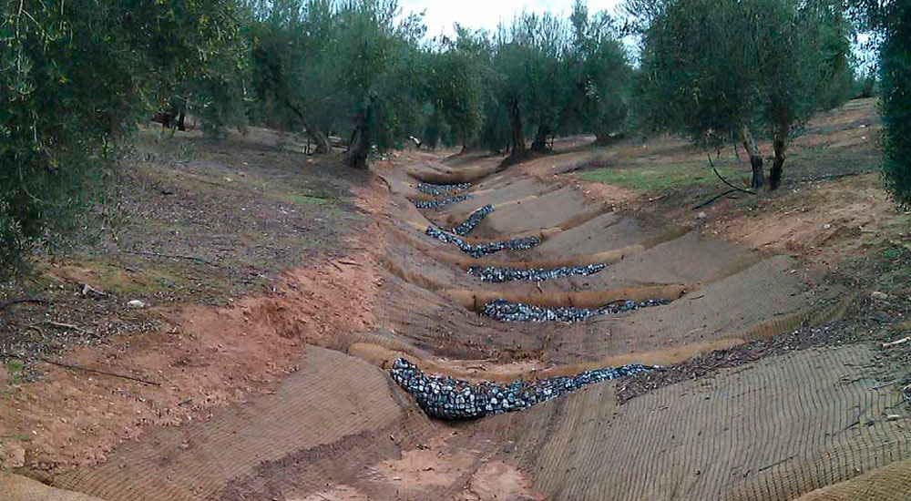 Cómo poner freno a la erosión en el olivar