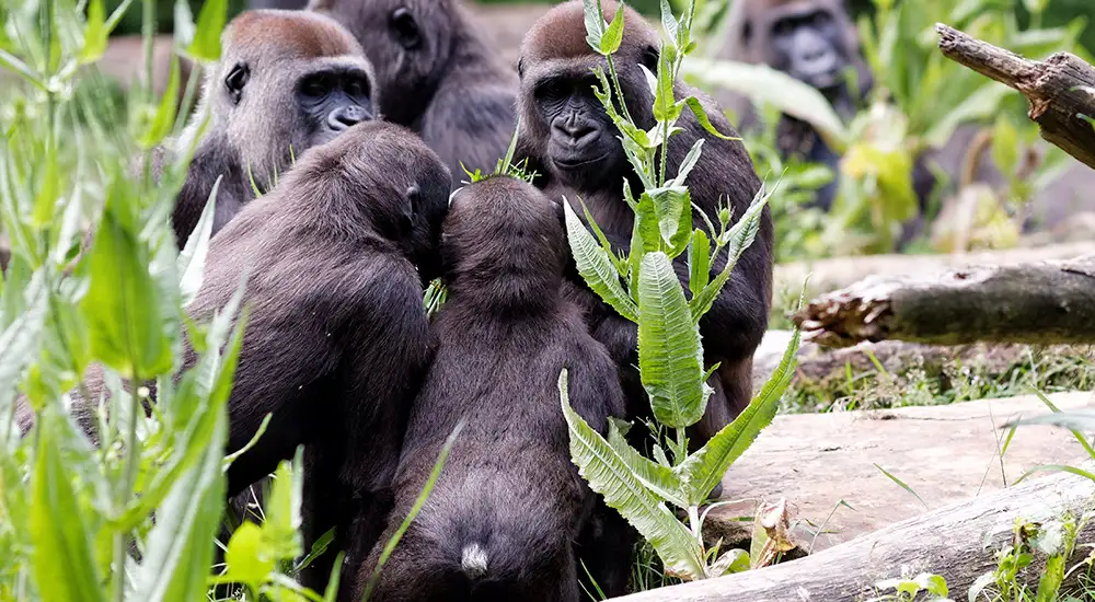Familia de gorilas en la selva
