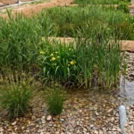 Filtros vegetales para descontaminación de aguas