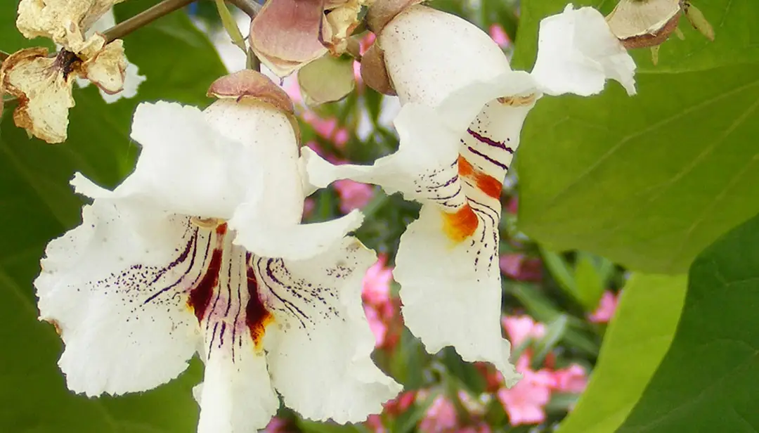 Flor de Catalpa bignonioides, el árbol de los puros