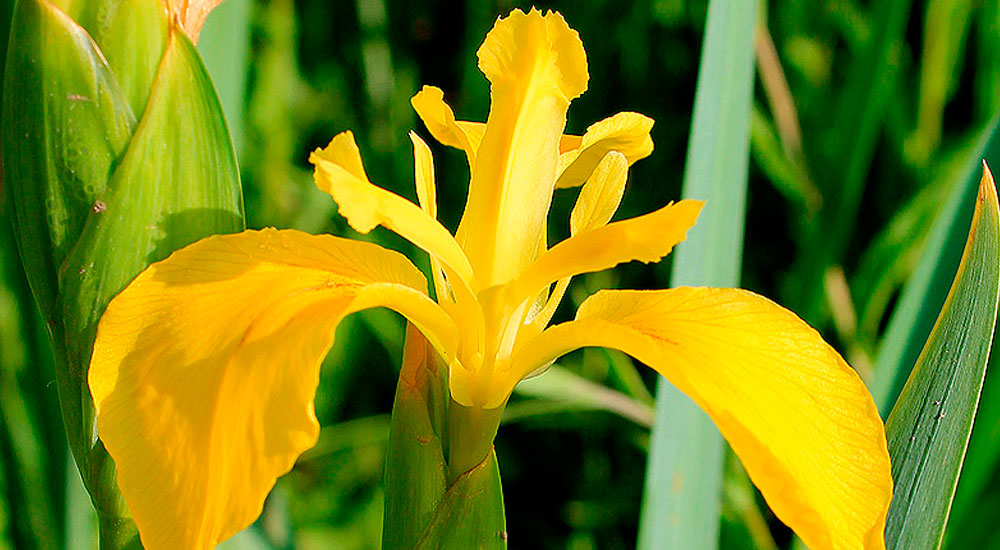 Flor de Iris pseudacorus