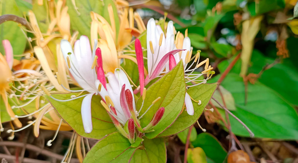Flores de Lonicera japonica