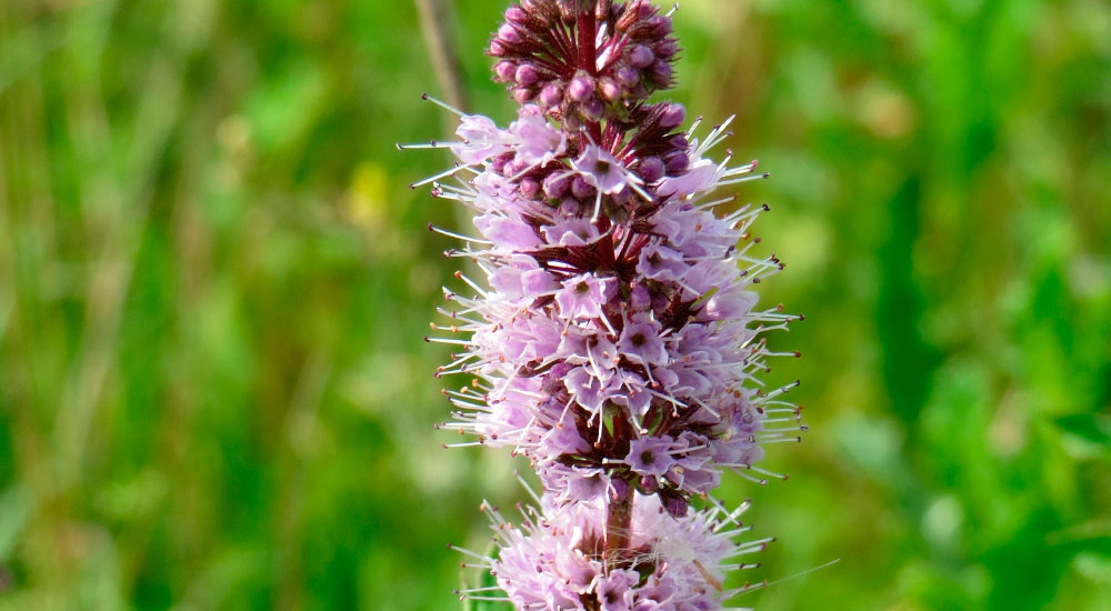 Flores de Tallos de Mentha spicata